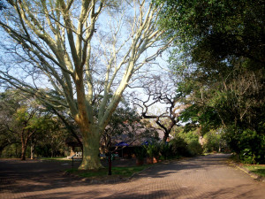 Attractions in the Lowveld - Lowveld Botanical Gardens