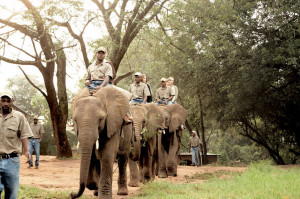 Lowveld Tourist Attraction and activity - Elephant Whispers Hazyview